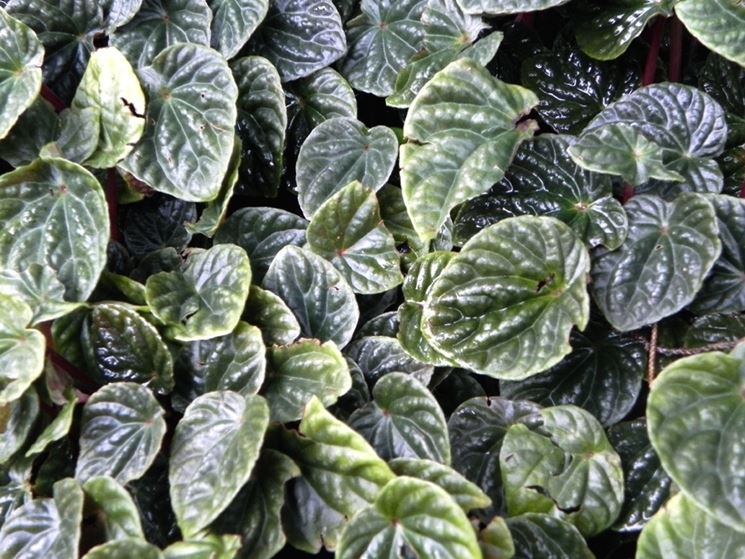 foglie peperomia caperata