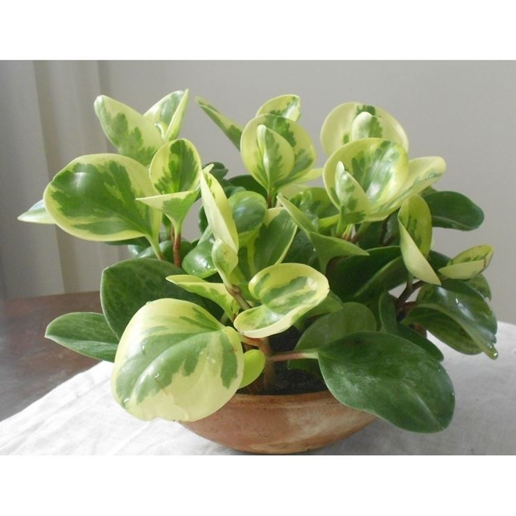 peperomia orba