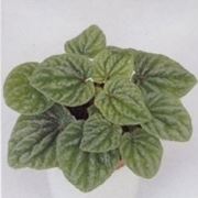 peperomia