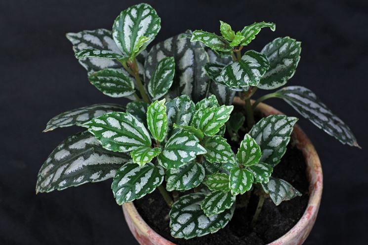 Pilea pianta