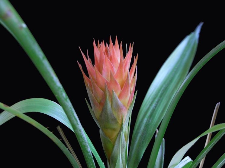 Pitcairnia 