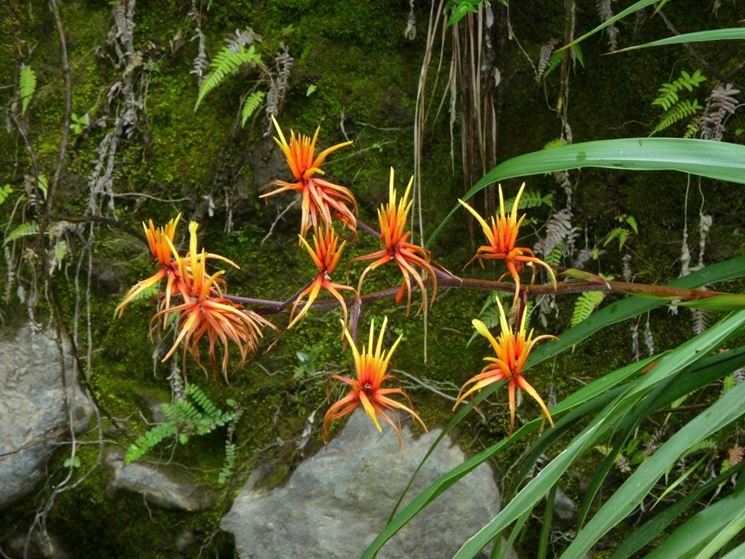 pitcairnia