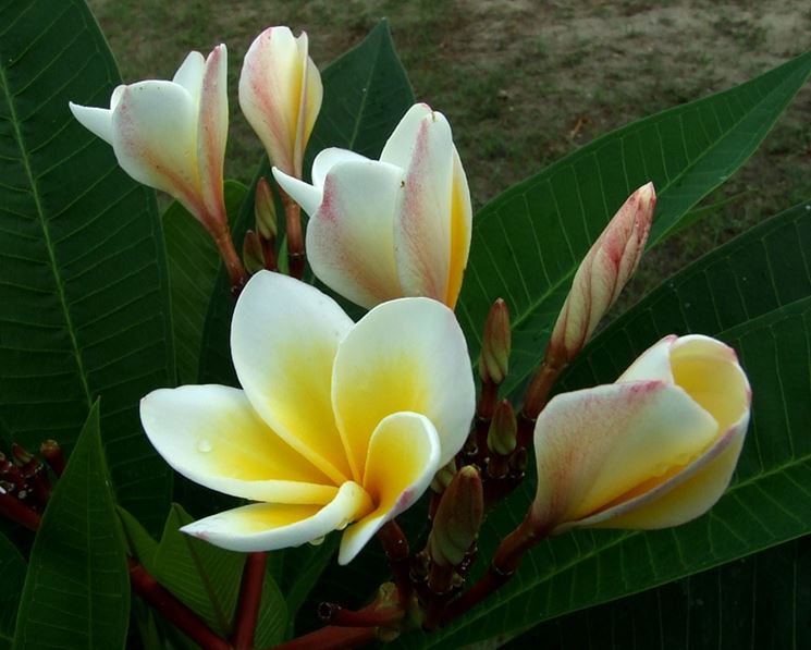 plumeria rubra