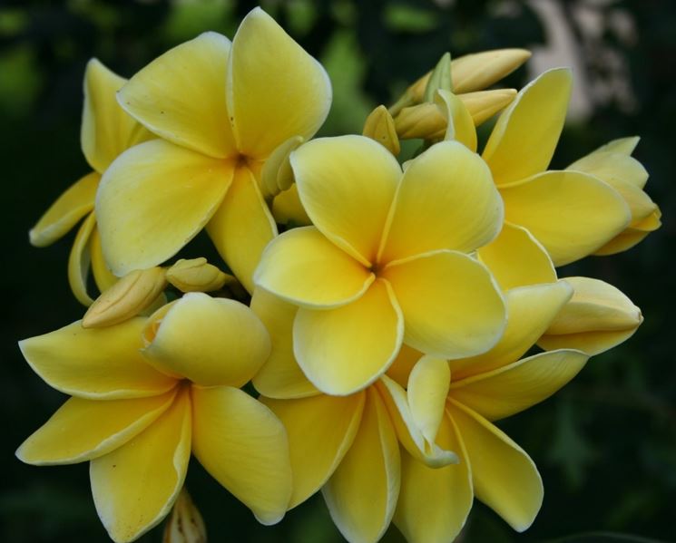 Frangipane  fiori