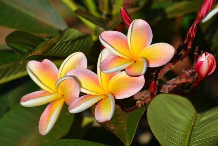 pianta plumeria rubra