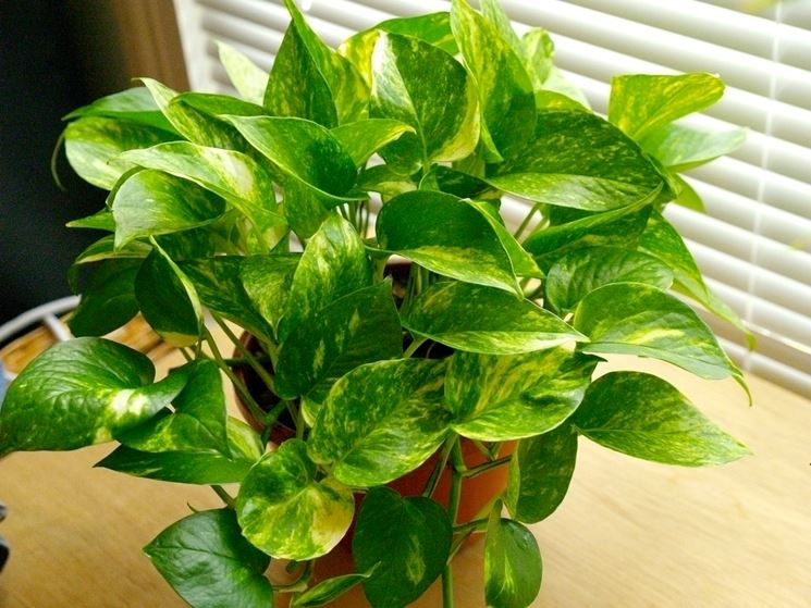 pothos in vaso