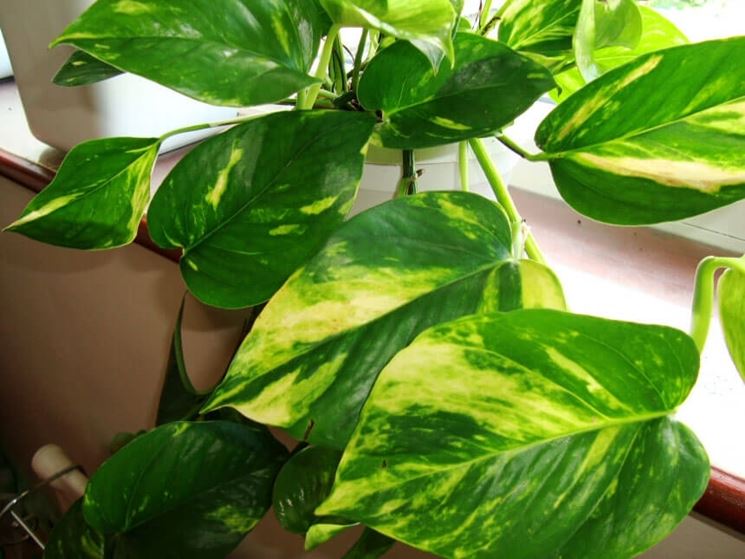 pothos golden