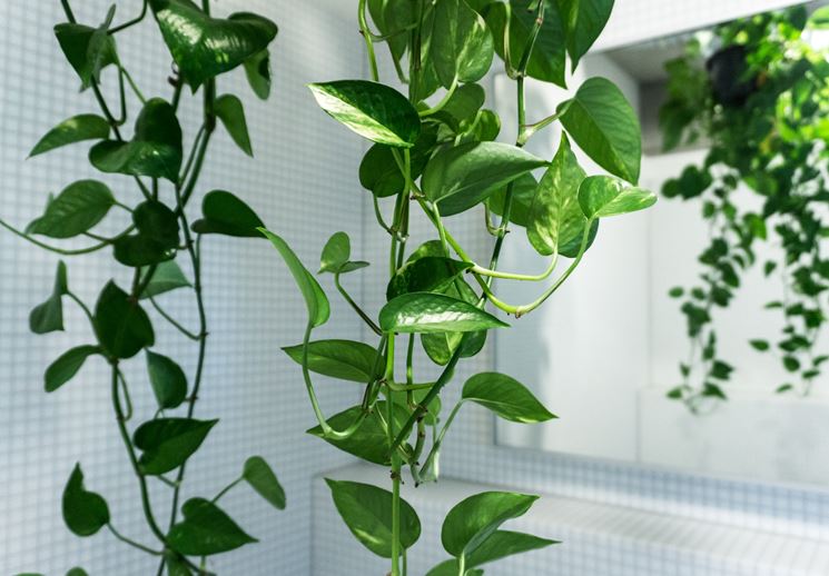 pothos foglie