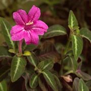 Ruellia makoyana