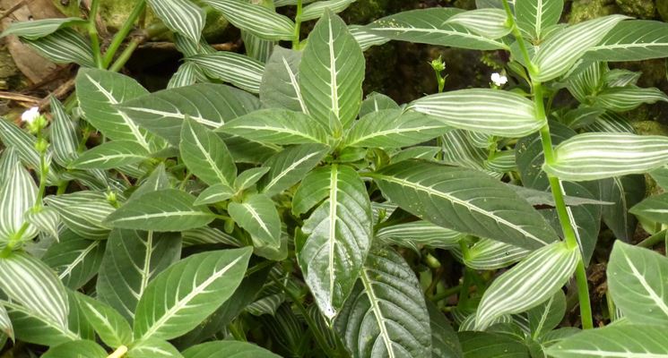 ruellia foglie