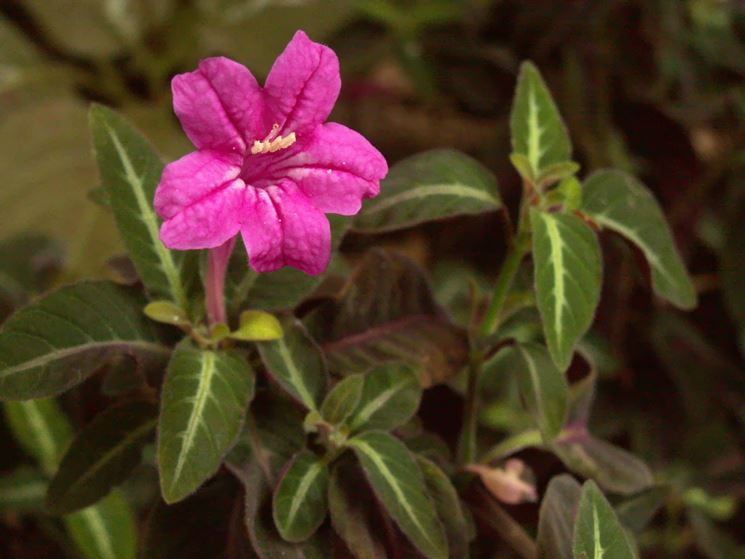 Ruellia makoyana