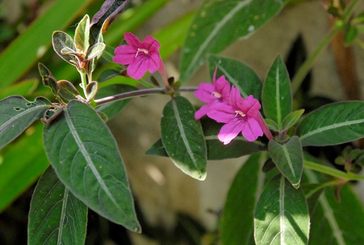 fiori ruellia