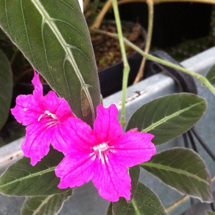 fiori ruellia makoyana