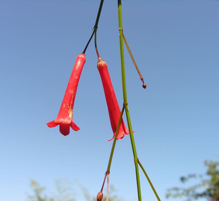 fiori rossi russelia