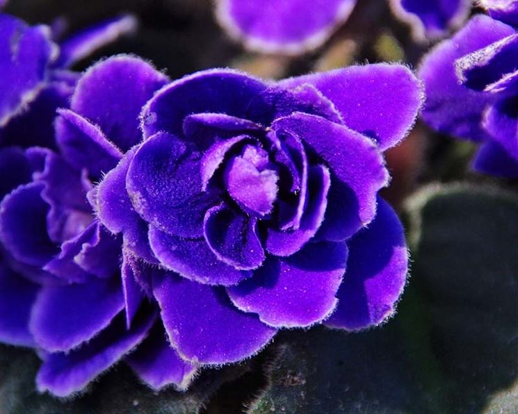 Oce180anYLV 100Pcs Saintpaulia ionantha semi viola africano bella pianta da giardino fiore-blu 
