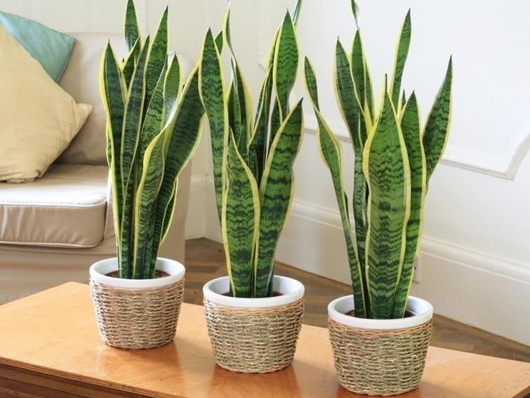 Sanseveria - Sansevieria trifascata - Piante da interno - Sanseveria -  Sansevieria trifasciata - Appartamento