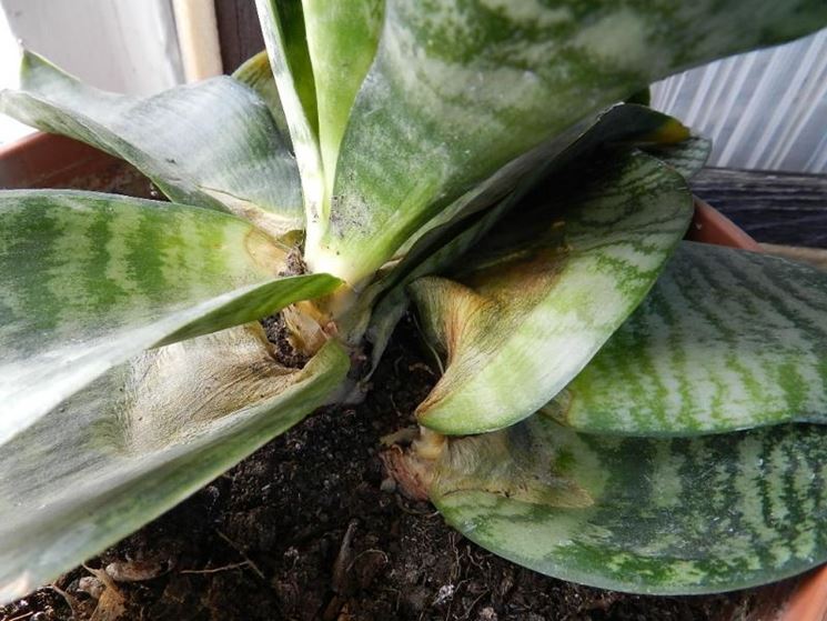 Sanseveria