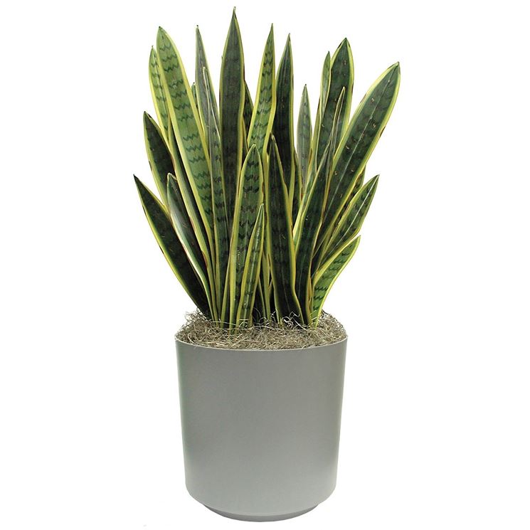 vaso di sansevieria