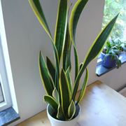 sanseveria