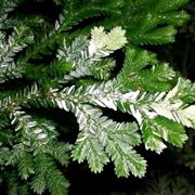 Selaginella 