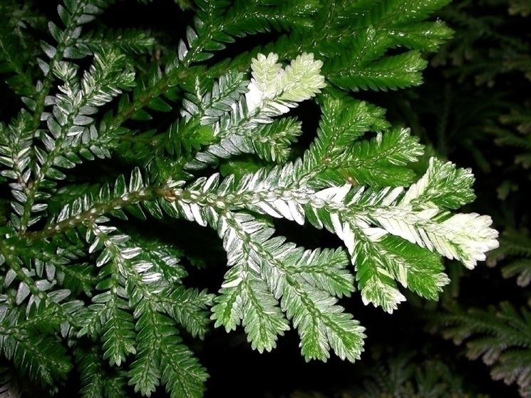 Selaginella 