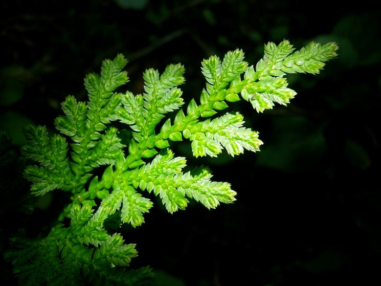 Selaginella martensii foglie