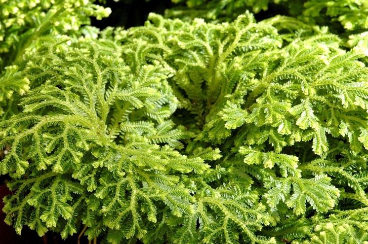 selaginella martensii