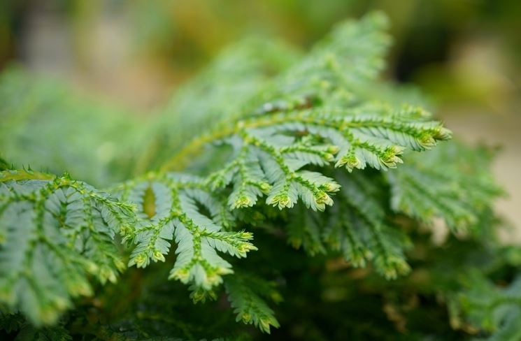 particolare selaginella