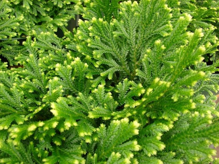 pianta selaginella