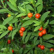 solanum capsicastrum