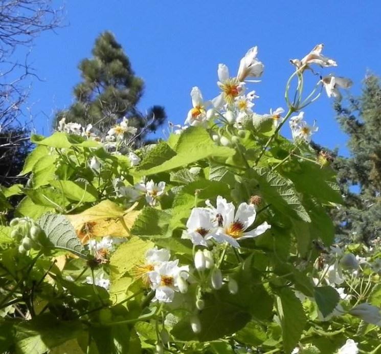 Sparmannia pianta