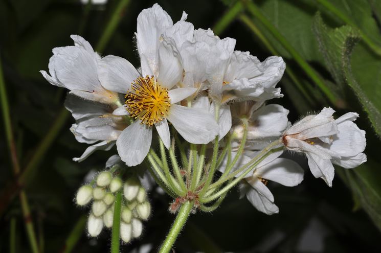 fiori tiglio africano