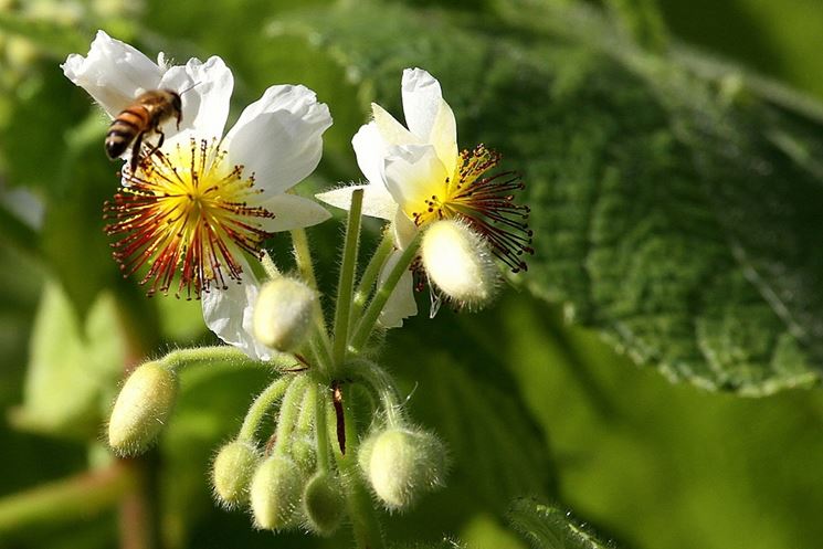 fiori sparmannia africana