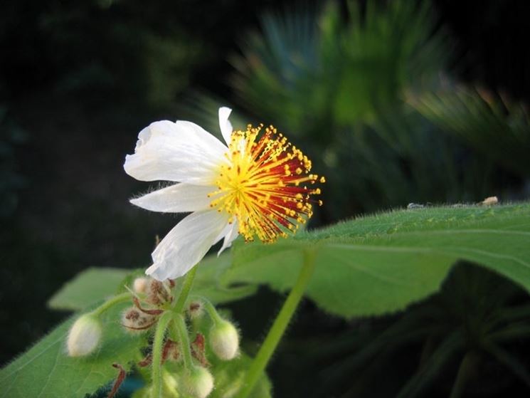 fiore tiglio africano