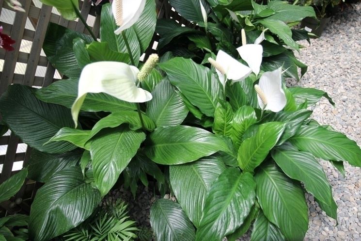 Spatifillo - Spathiphyllum - Spathiphyllum - Piante da interno - Spatifillo  - Spathiphyllum - Appartamento