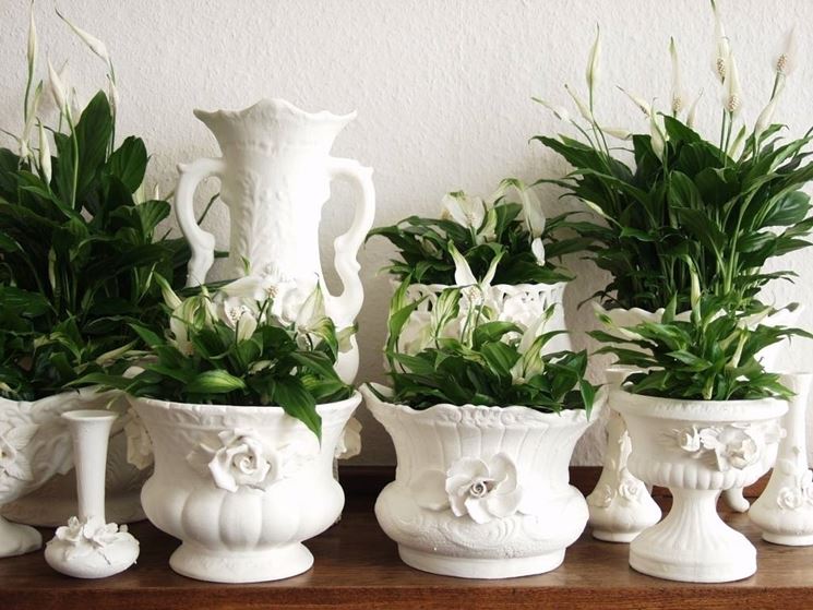 composizioni con spathiphyllum