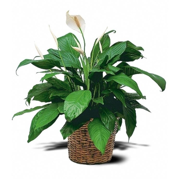 Annaffiature Spathiphyllum