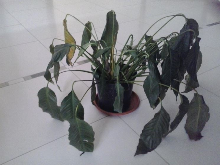 Parassiti e malattie spathiphyllum