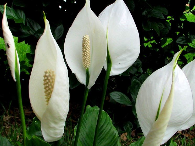 Rusticit dello spathiphyllum