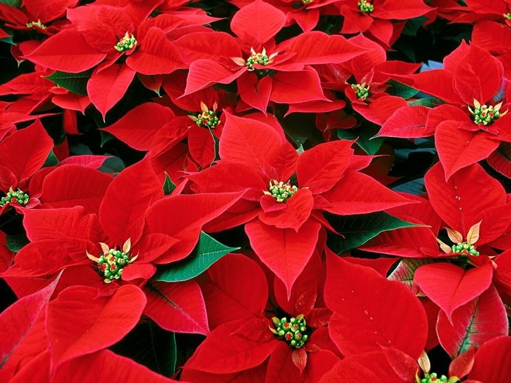 Stella Di Natale Non Fa Foglie Rosse.Stella Di Natale Piante Da Interno Coltivazione Stella Di Natale