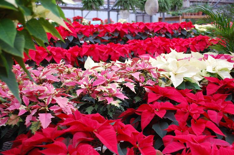 Pianta Stella Di Natale.Stella Di Natale Piante Da Interno Coltivazione Stella Di Natale