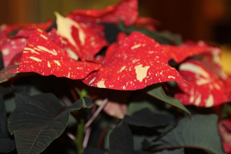 Stella Di Natale Non Fa Foglie Rosse.Stella Di Natale Piante Da Interno Coltivazione Stella Di Natale