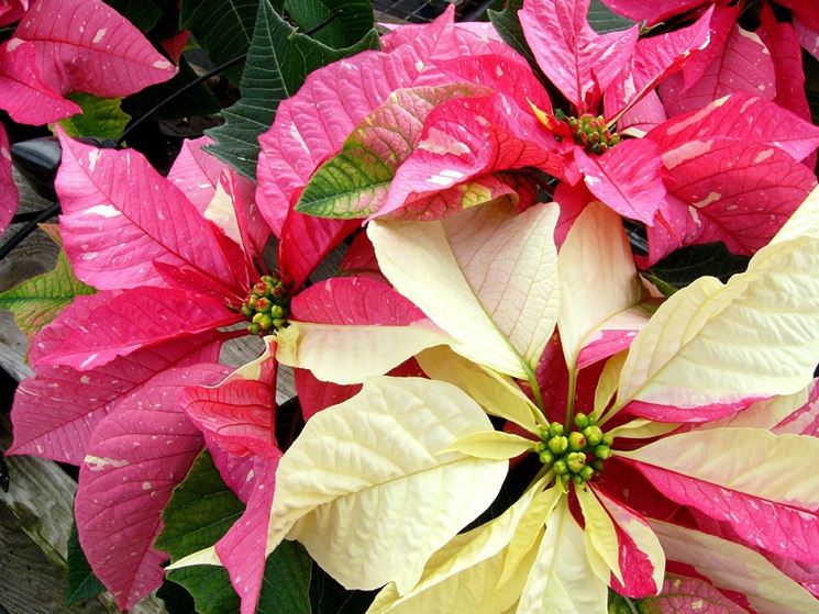 Come Coltivare Stella Di Natale.Stella Di Natale Piante Da Interno Coltivazione Stella Di Natale