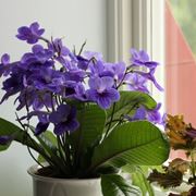 Streptocarpus 