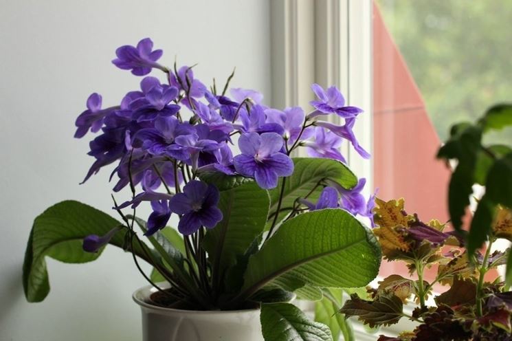 Streptocarpus 