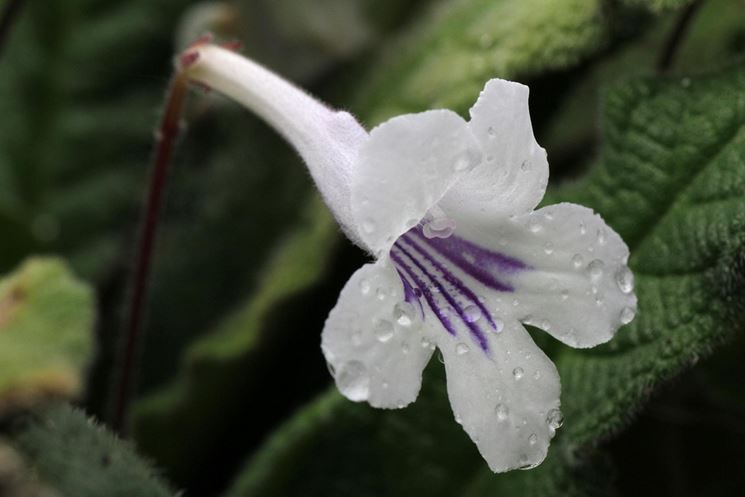 Streptocarpus rexii