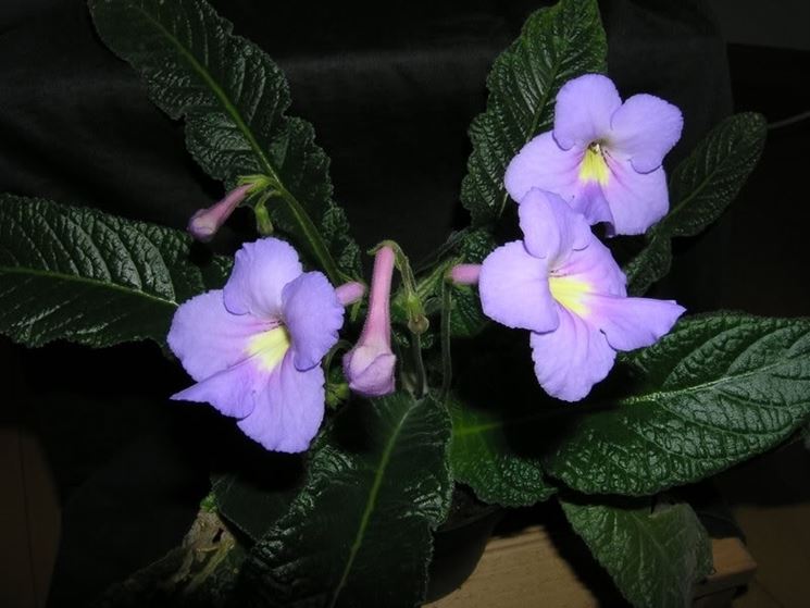 streptocarpus pianta