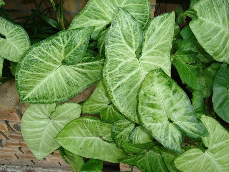 syngonium podophyllum