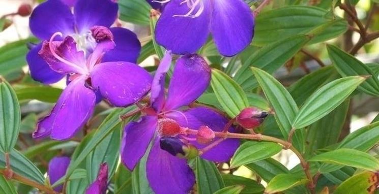 fiori tibouchina