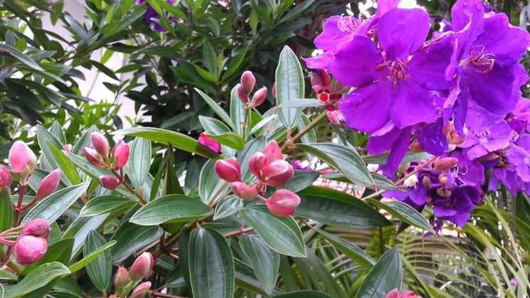 tibouchina urvilleana